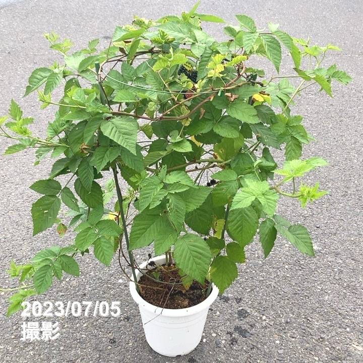 ボイセンベリー 7号｜果樹10-TU | 果樹,ラズベリー・ベリー類 | 赤塚