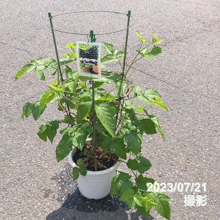 ボイセンベリー 7号｜果樹10-TU | 果樹,ラズベリー・ベリー類 | 赤塚