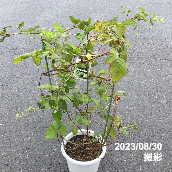 ボイセンベリー 7号｜果樹10-TU | 果樹,ラズベリー・ベリー類 | 赤塚
