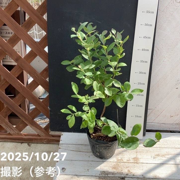 バラ　挿し木苗　Sジュエル emi　今シーズンのみ ブルーベリー サザンハイブッシュ系 ジュエル（挿し木苗）4.5～5号