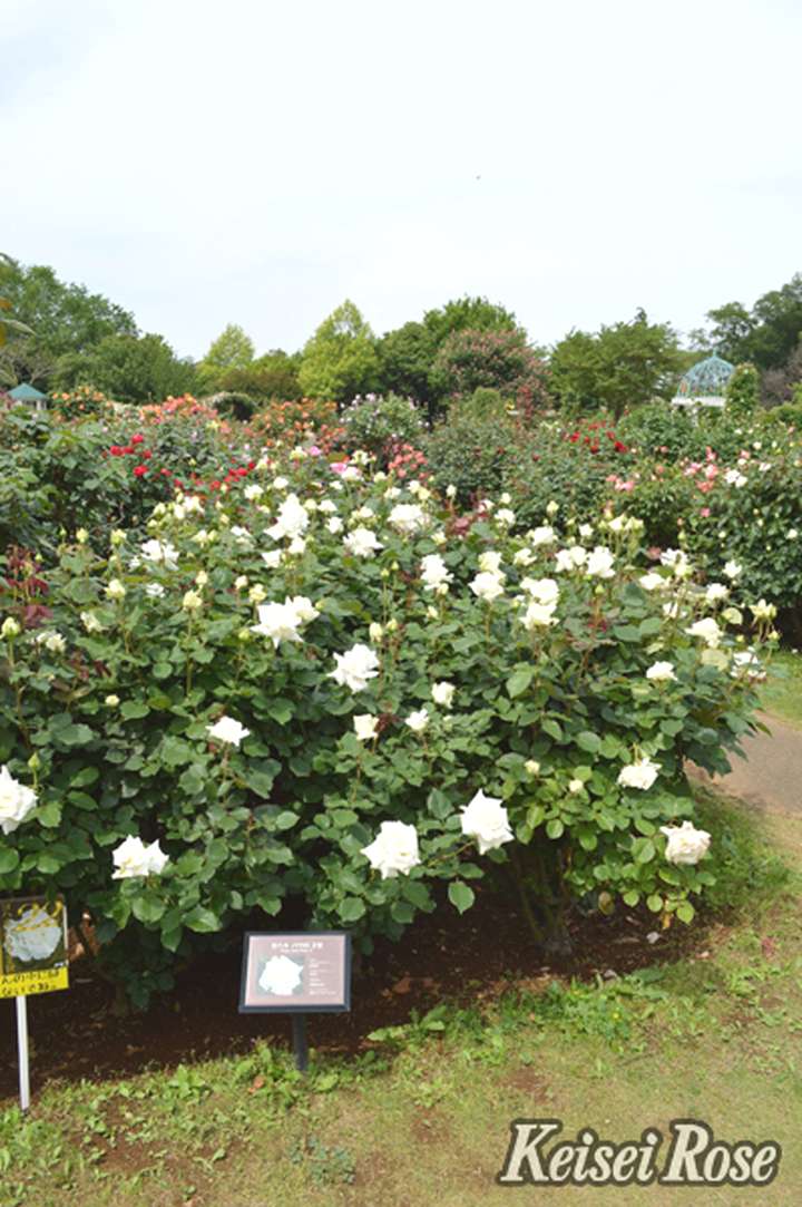 バラ大苗 ヨハネパウロ2世 4.5号ロングポット 京成バラ園芸 PVP｜花木