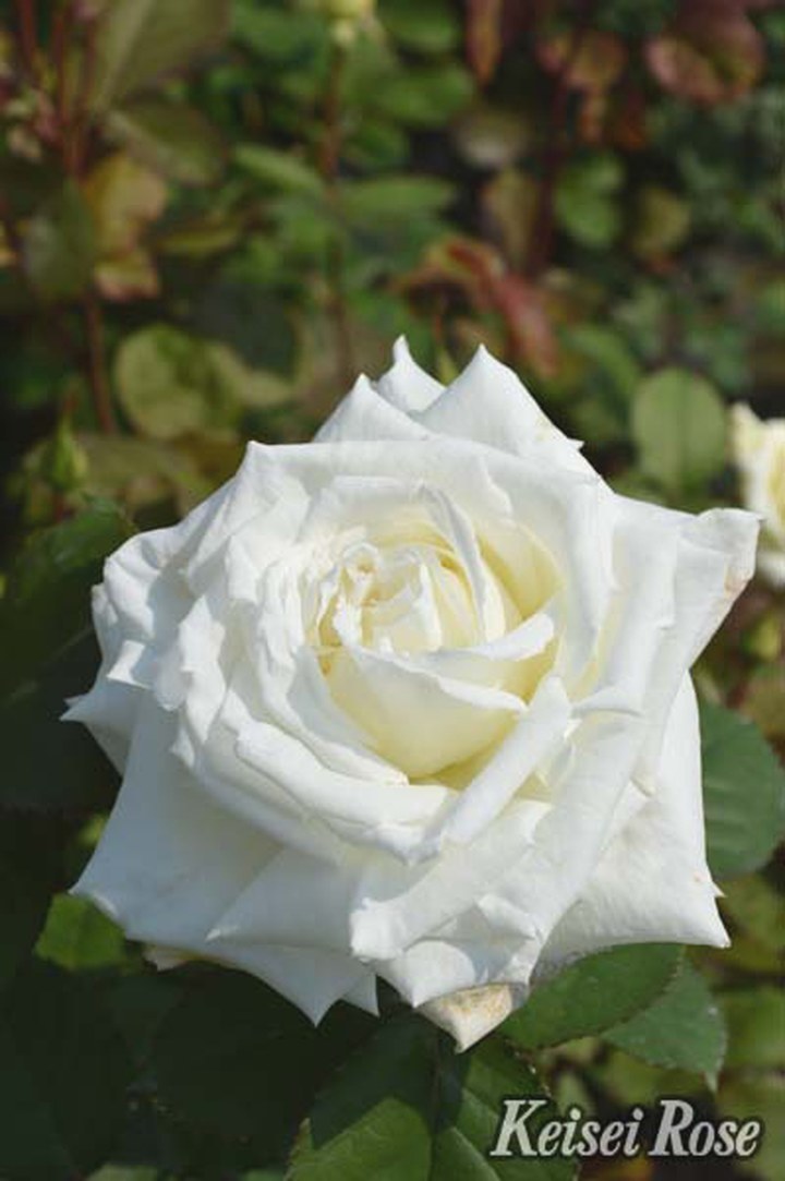 バラ大苗 ヨハネパウロ2世 4.5号ロングポット 京成バラ園芸 PVP｜花木