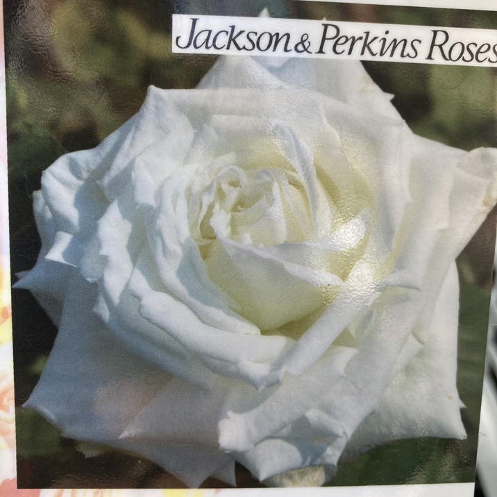 【即購入優先/バラ売り可】インパユロボロさんまとめ 8b70fe9b1edf1464022be18b0043a9