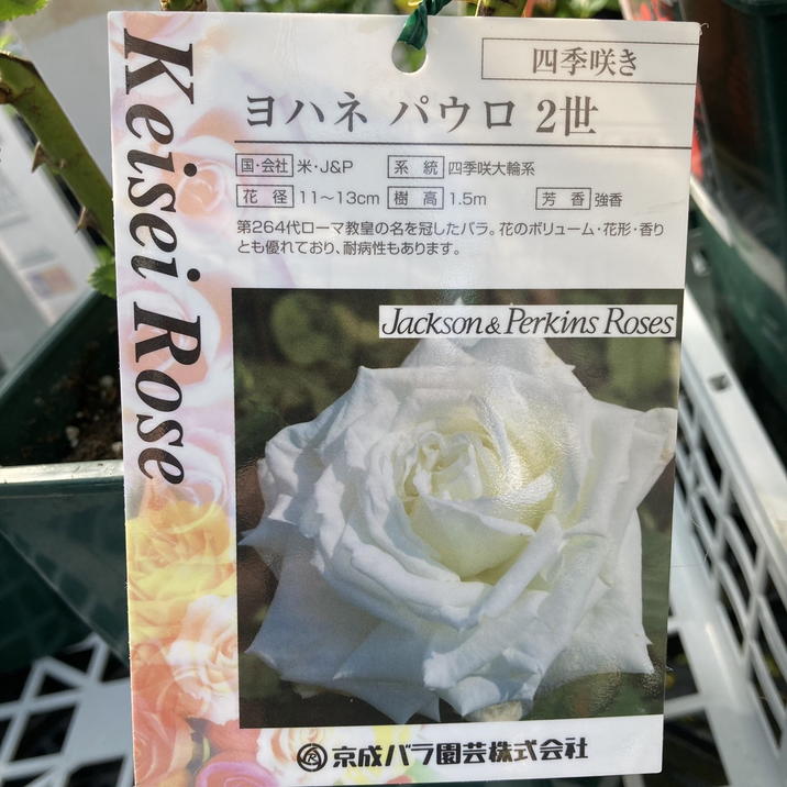 バラ大苗 ヨハネパウロ2世 4.5号ロングポット 京成バラ園芸 PVP