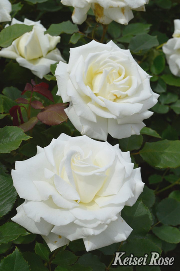 バラ大苗 ヨハネパウロ2世 4.5号ロングポット 京成バラ園芸 PVP｜花木