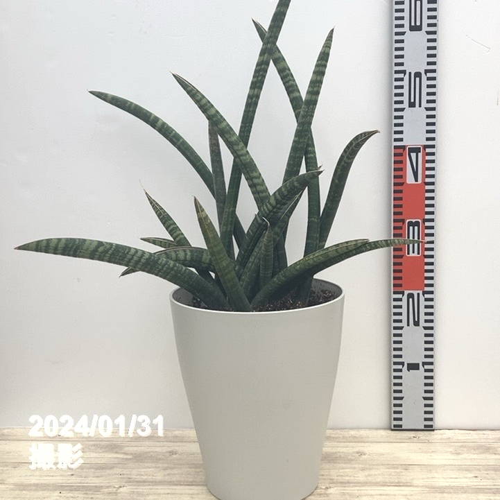 【kou】【現品】チャメロプス・フミリス　7号　黒鉢 (2) kou】【現品】チャメロプス・フミリス 7号 黒鉢 (2) 現品