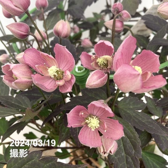 クレマチス サンライズ 6号｜草花04-PA | 草花,クレマチス | 赤塚