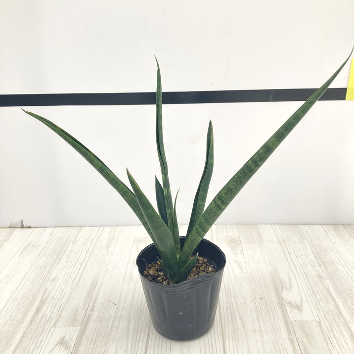 サンスベリア スパイダー　バリエガータ サンスベリア スパイダー バリエガータ