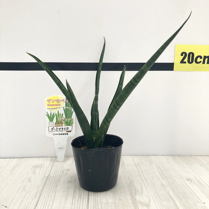 期間限定10％OFF！】サンスベリア 3号 ダークマライカ 生産鉢仕様