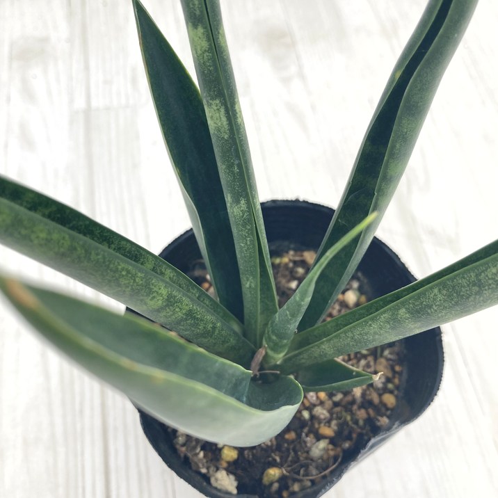 サンスベリア 3号 ダークマライカ 生産鉢仕様｜観葉02-D2 | 観葉・多肉