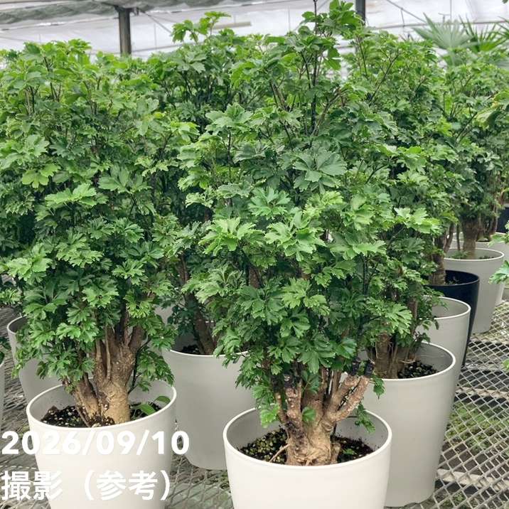 ポリシャス（ポリスキアス）ロベル 6号｜観葉01-D1 | 観葉・多肉
