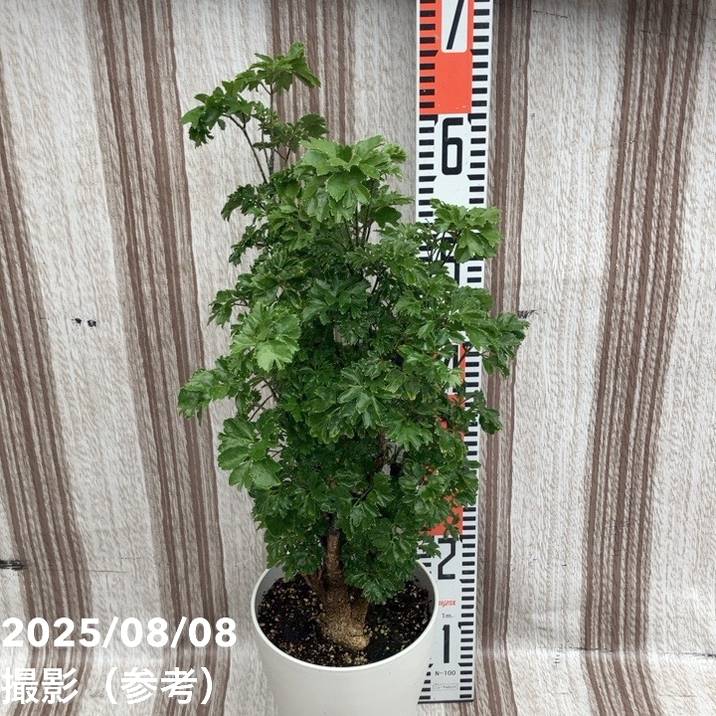 ポリシャス(ポリスキアス)ロブル 6号|観葉01-D1