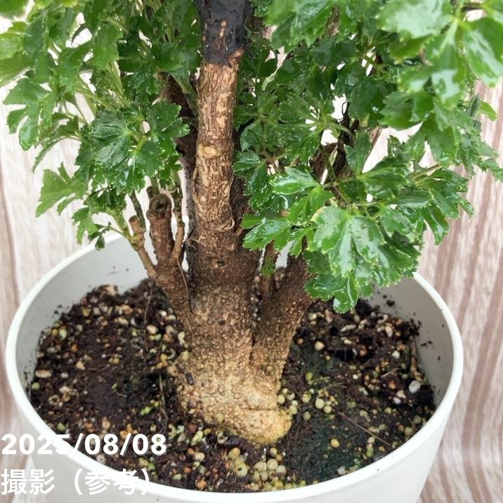 ポリシャス(ポリスキアス)ロブル 6号|観葉01-D1