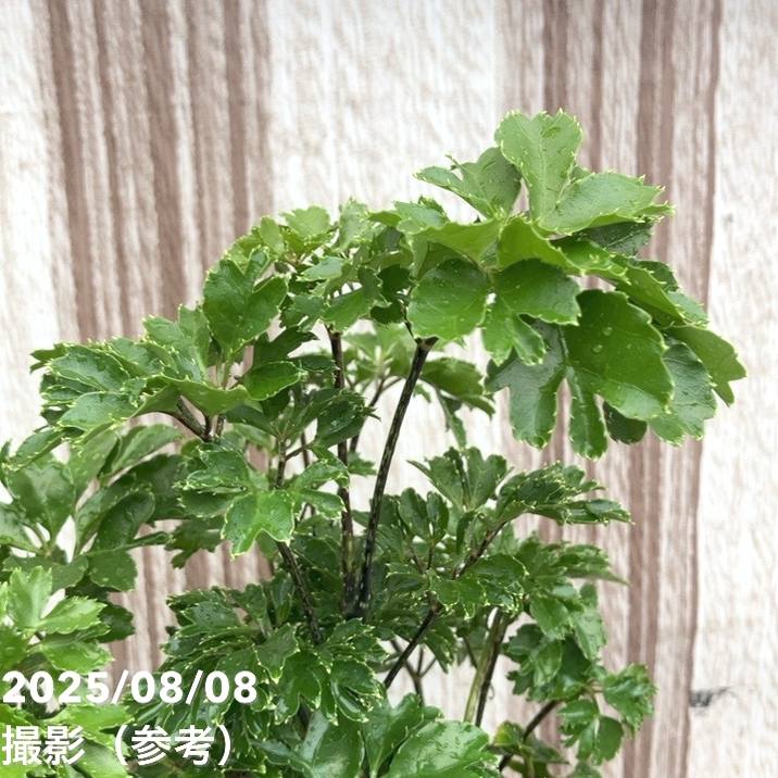 ポリシャス(ポリスキアス)ロブル 6号|観葉01-D1