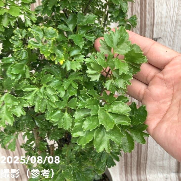 ポリシャス(ポリスキアス)ロブル 6号|観葉01-D1