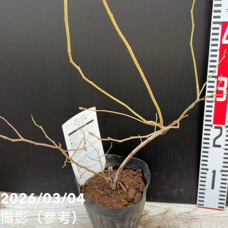 ブルーベリー ラビットアイ系 プレミア 4.5～5号｜果樹04-PA | 果樹