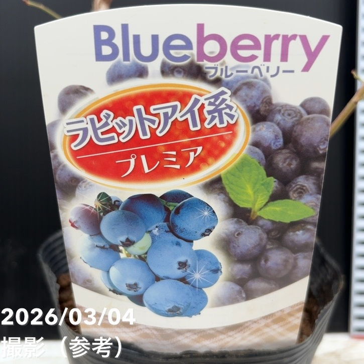 ブルーベリー ラビットアイ系 プレミア 4.5～5号｜果樹04-PA | 果樹