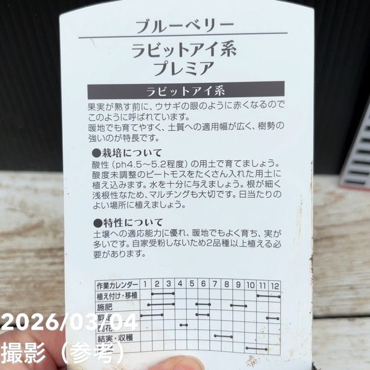 ブルーベリー ラビットアイ系 プレミア 4.5～5号｜果樹04-PA | 果樹
