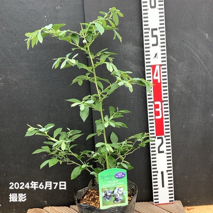 ブルーベリー ラビットアイ系 プレミア 4.5～5号｜果樹04-PA | 果樹