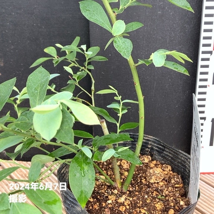 ブルーベリー ラビットアイ系 プレミア 4.5～5号｜果樹04-PA | 果樹