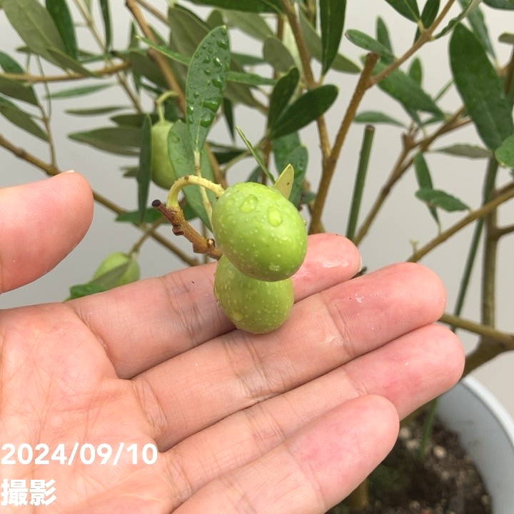 実付き＞オリーブ 6号 ネバディロブランコ｜果樹04-PA | 果樹 | 赤塚