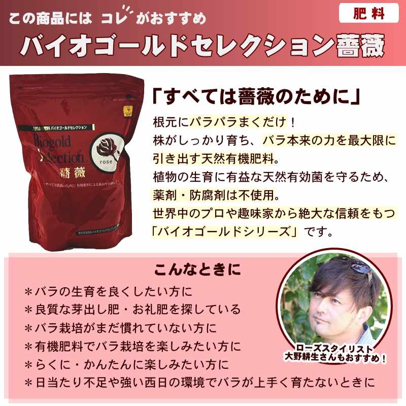 NEW】バラ大苗 恋いづな（こいいづな） 4.5号ロングポット 京成