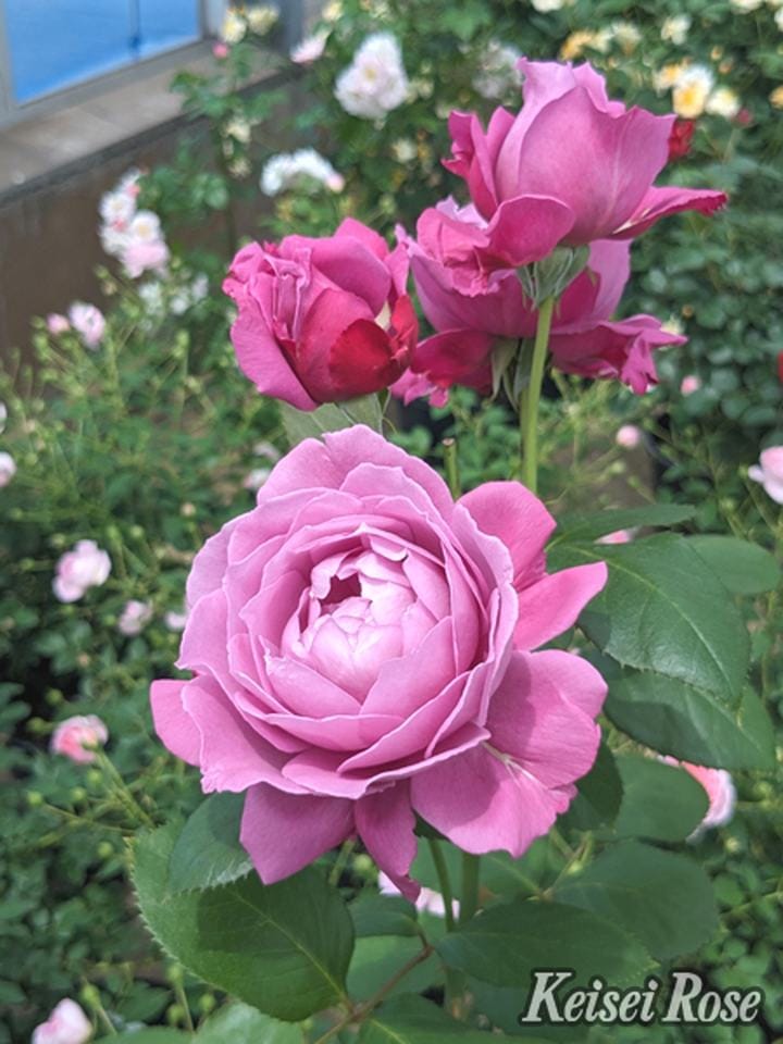 バラ大苗 恋いづな（こいいづな） 4.5号ロングポット 京成バラ園芸