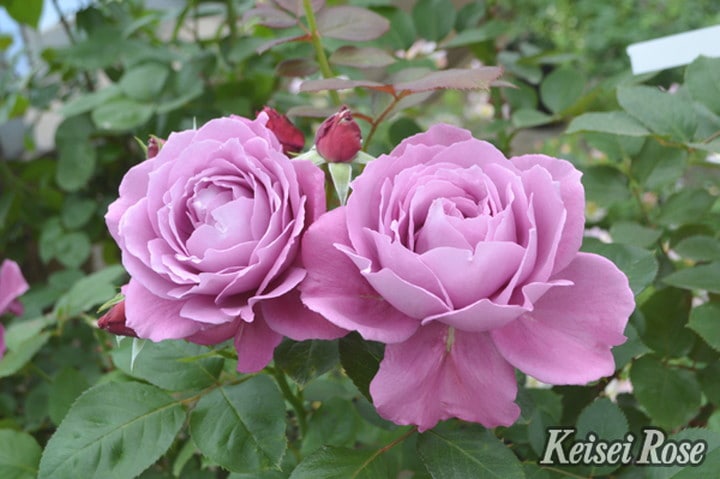 バラ大苗 恋いづな（こいいづな） 4.5号ロングポット 京成バラ園芸