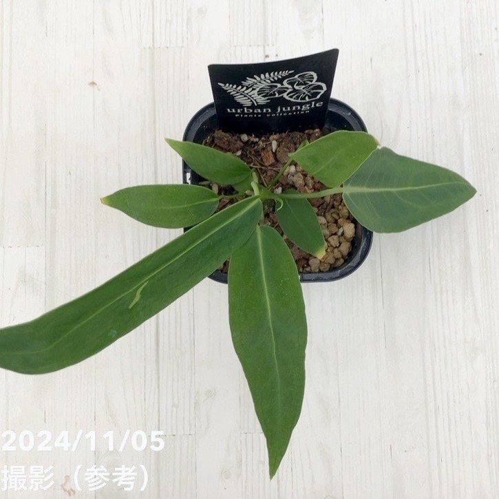 アンスリウム ワロックエアナム warocqueanum 3.5号｜観葉10-TU