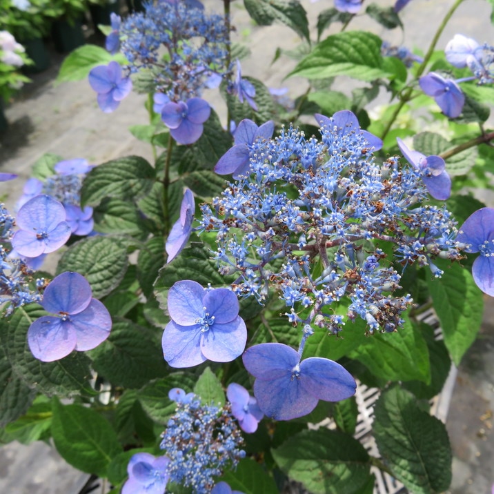 ヤハマピアノ ヤマハ | アップライトピアノ - ピアノ・電子ピアノ