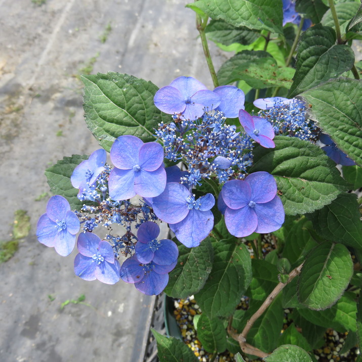 ヤマアジサイ 4号 濃姫 ノウヒメ（28）｜花木01-D1 | 赤塚植物園自社