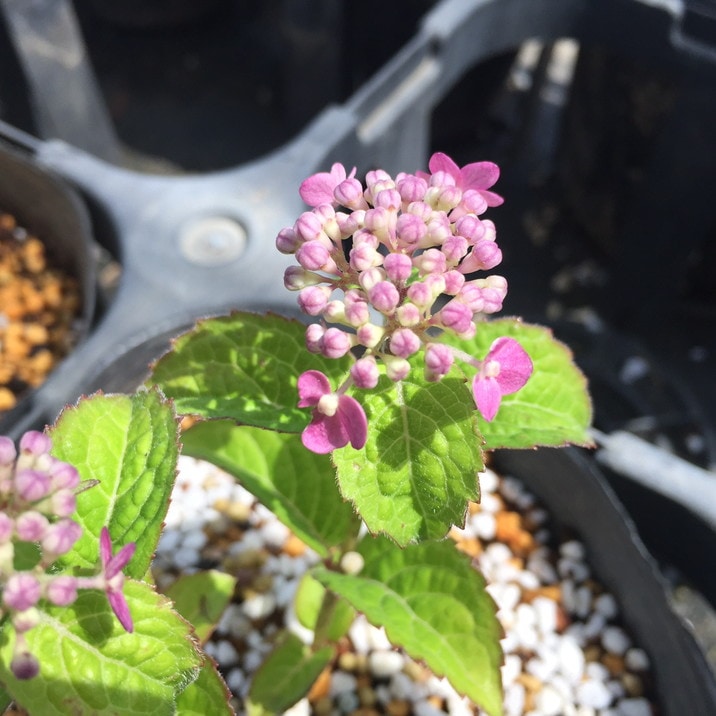 花苗】ヤマアジサイ おりひめ 大苗 6号 タグ付き メルカリ便発送 花苗