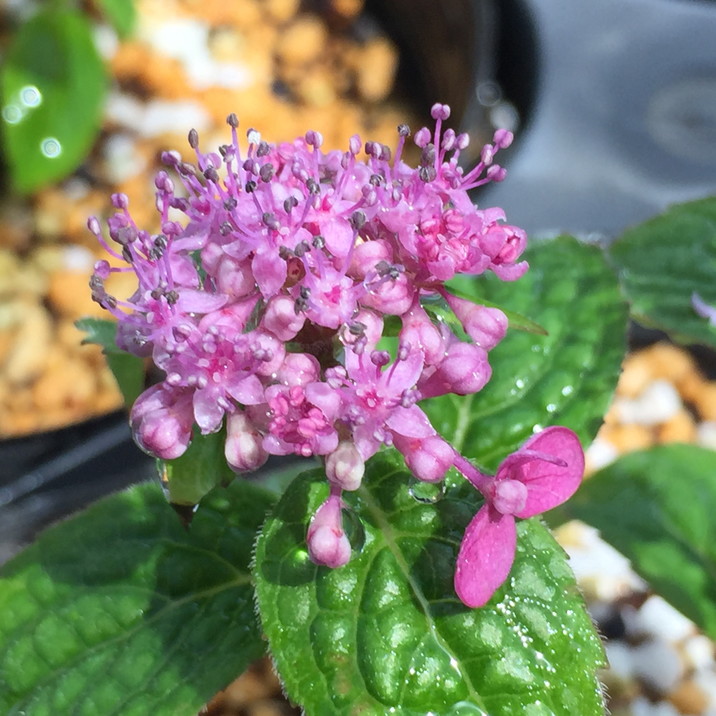 ヤマアジサイ 4号 濃姫 ノウヒメ（28）｜花木01-D1 | 赤塚植物園自社