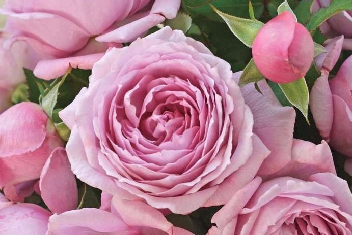 バラ大苗 シャルム 7号ロングスリット鉢 河本バラ園｜花木04-PA | 花木