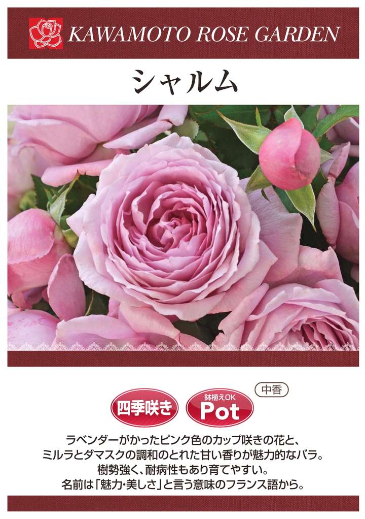 フラム　大苗　8号鉢　バラ フラム 大苗 8号鉢 バラ