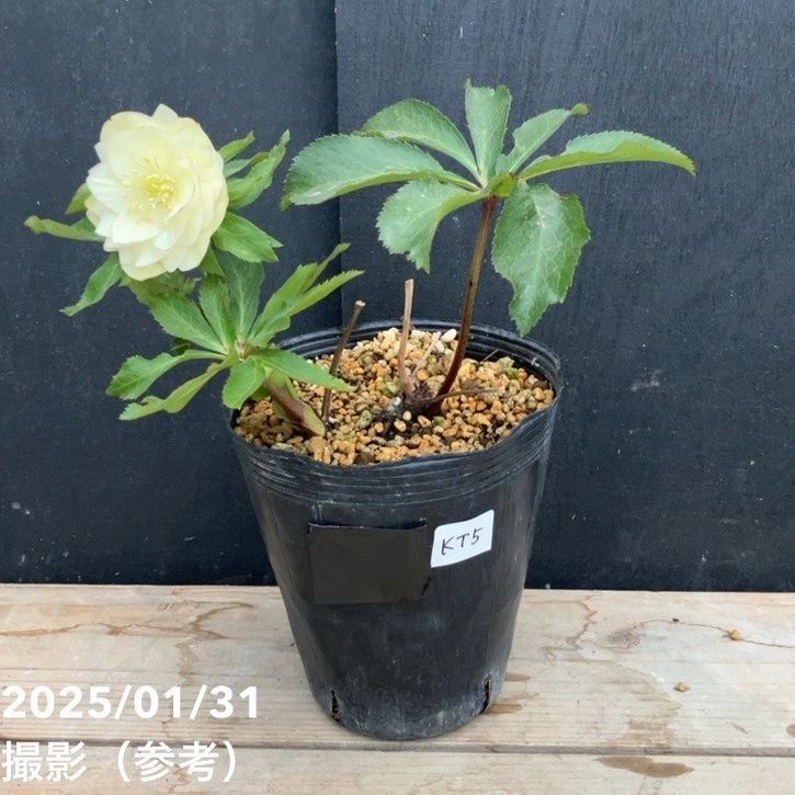 一点物】加藤農園 フレグランスクリマスローズ4.5号深ポリ（KT5