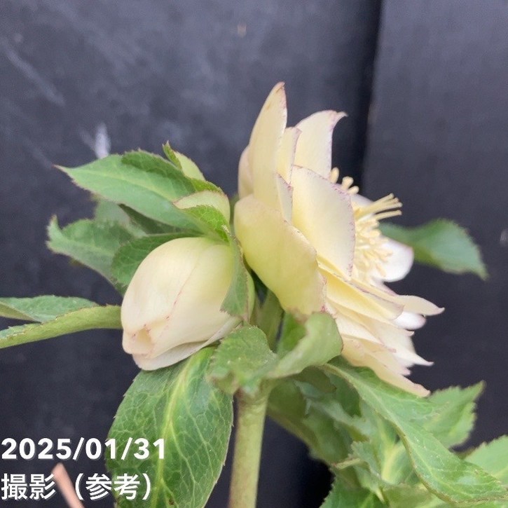 一点物】加藤農園 フレグランスクリマスローズ4.5号深ポリ（KT5