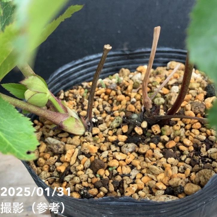 一点物】加藤農園 フレグランスクリマスローズ4.5号深ポリ（KT5