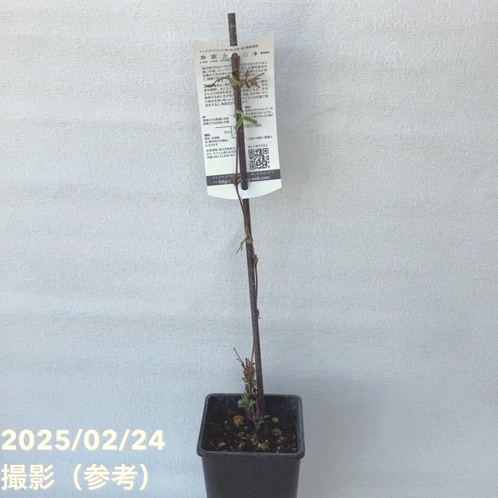 クレマチス インテグリフォリア系 アフロ・ボーイ 4号 PVP｜草花04-PA