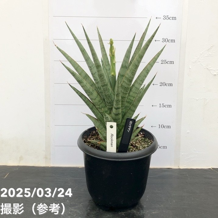 限定数量！期間限定】＜花芽付き3/24現在＞サンスベリア 5号