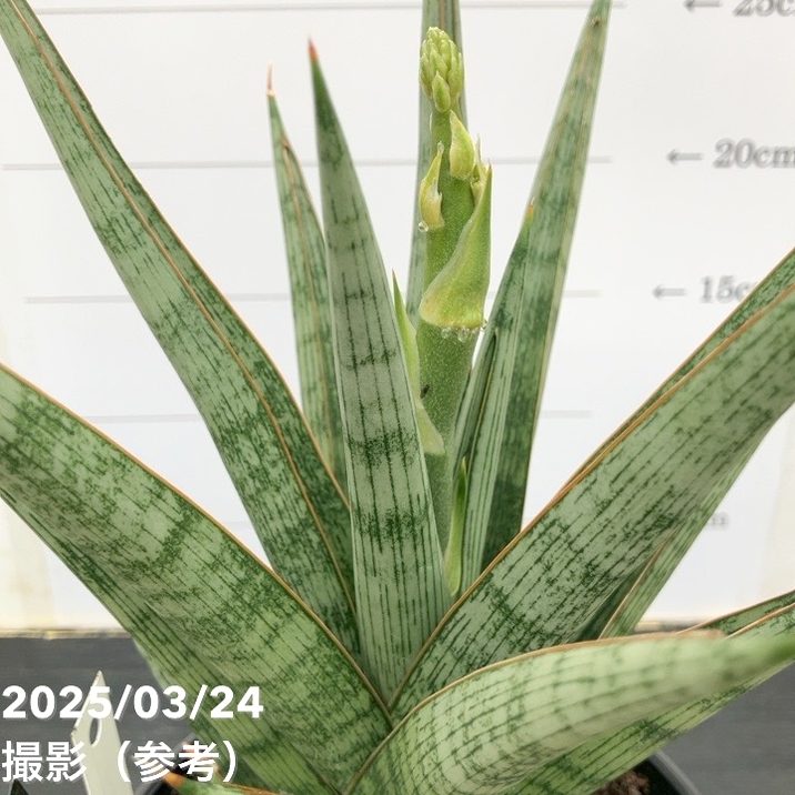 限定数量！期間限定】＜花芽付き3/24現在＞サンスベリア 5号