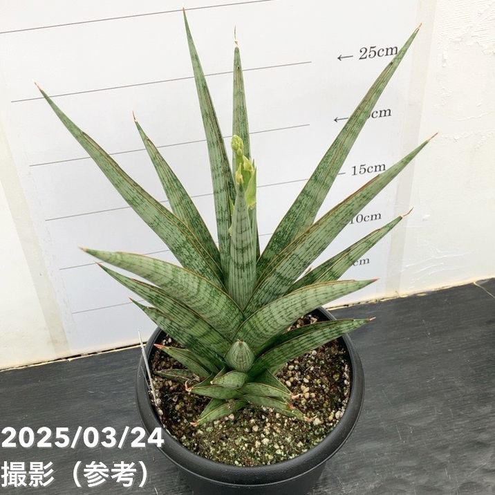 モンクロベニカミキリ　3ペア モンクロベニカミキリはどんな虫？ わかりやすく解説 Weblio辞書