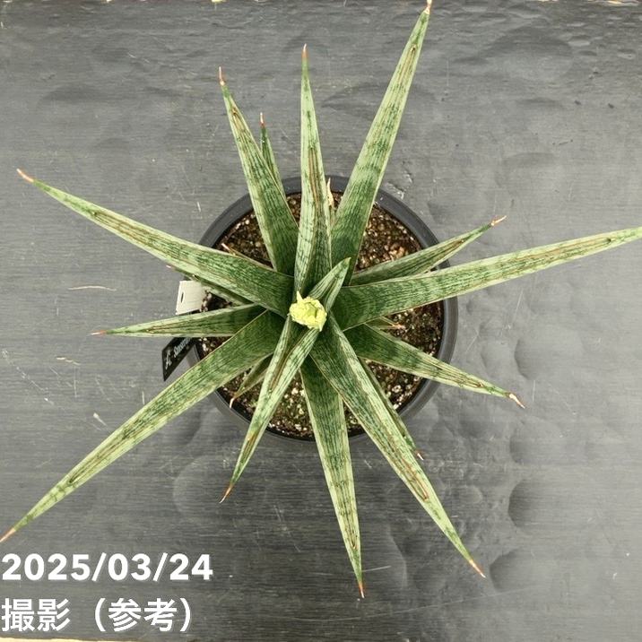 限定数量！期間限定】＜花芽付き3/24現在＞サンスベリア 5号