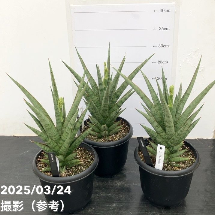 Harmonyサンスベリア5点 限定数量！期間限定】＜花芽付き3/24現在＞サンスベリア 5号