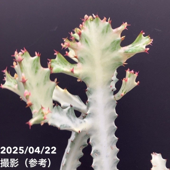 か*ん様 【特選】　多肉植物　ユーフォルビア　ホワイトゴースト　6寸　観葉植物 ユーフォルビア ホワイトゴースト 9-10.5cmポット苗 観葉植物