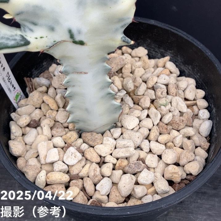 ユーフォルビア ホワイトゴースト 6号｜花木10-TU | 観葉・多肉