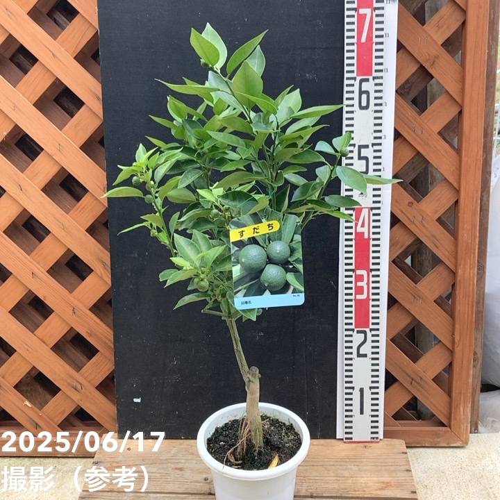 すだち 5号｜柑橘｜果樹04-PA | 果樹,柑橘 | 赤塚植物園オンライン 花