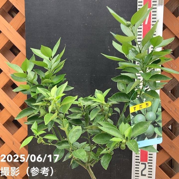 すだち 5号｜柑橘｜果樹04-PA | 果樹,柑橘 | 赤塚植物園オンライン 花