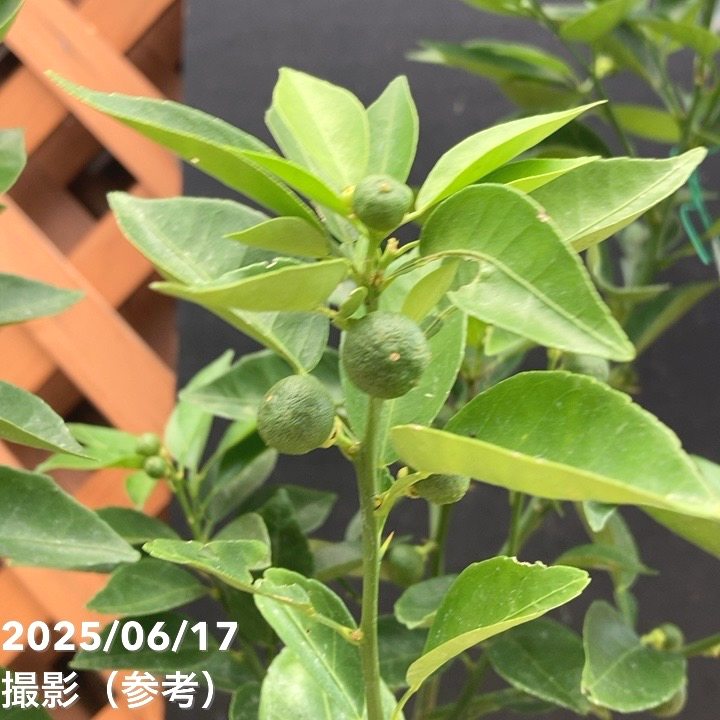 決算P5倍！8/2まで】すだち 5号｜柑橘｜果樹04-PA | 果樹,柑橘 | 赤塚