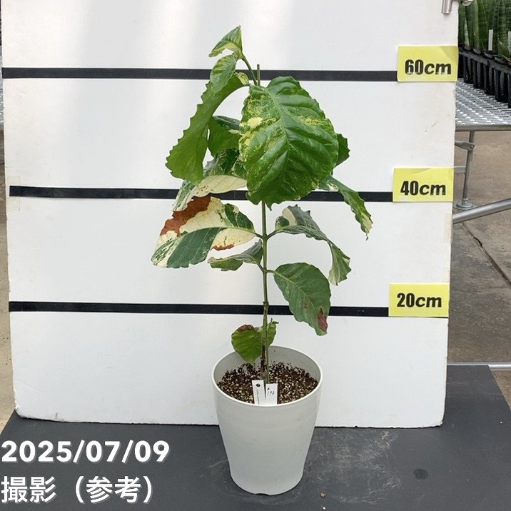 激レア！現品お届け】コーヒーの木 ロブスタ ミント 6号 斑入り 接木苗